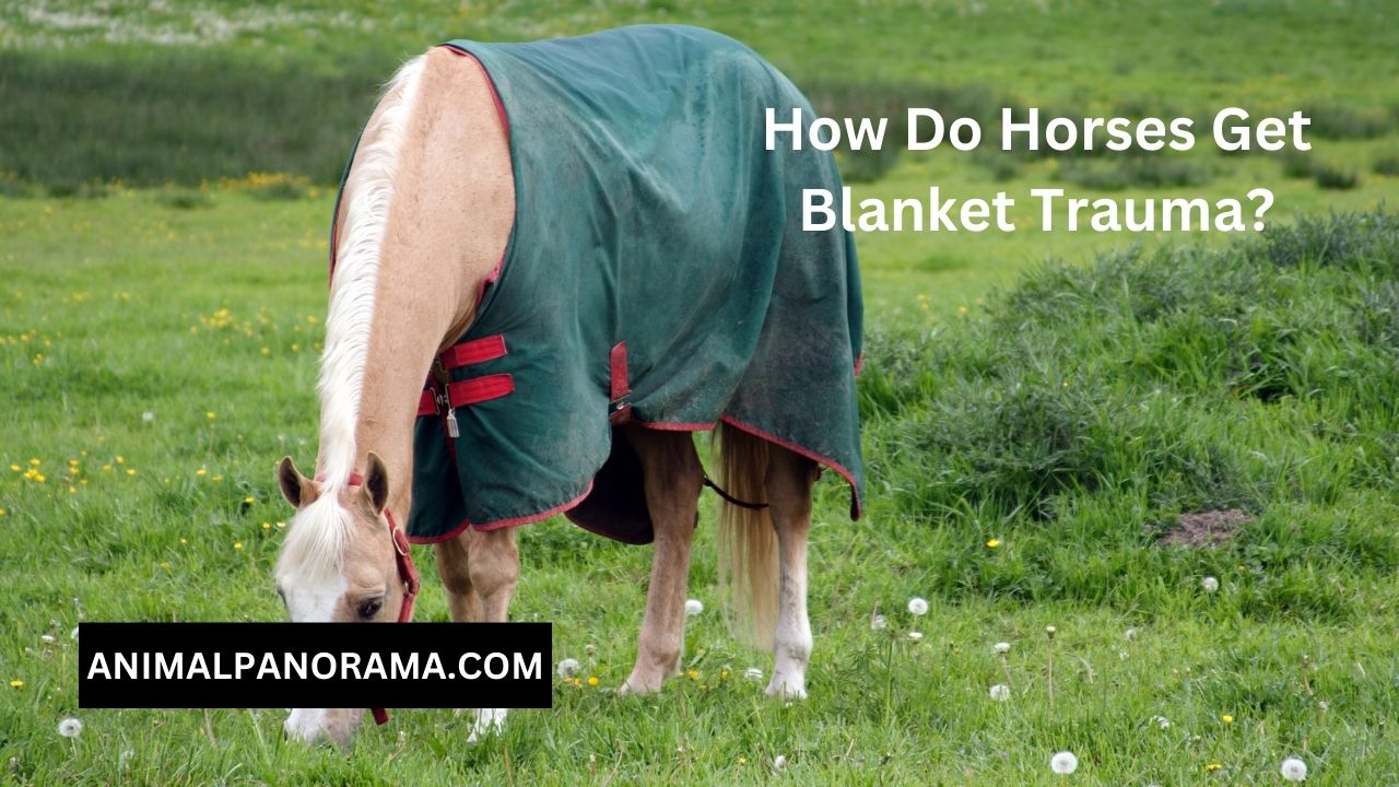 How Do Horses Get Blanket Trauma