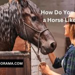 How Do You Know If a Horse Likes You