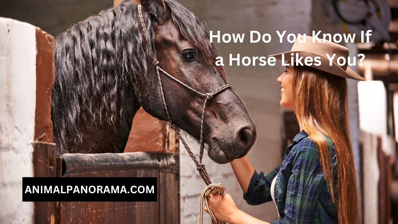 How Do You Know If a Horse Likes You