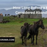 How Long Before a Horse Is Considered Abandoned