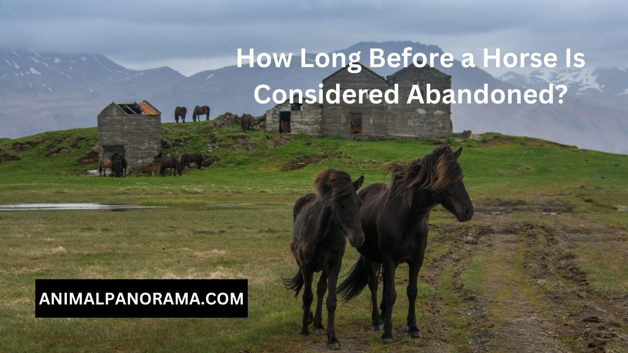 How Long Before a Horse Is Considered Abandoned