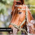 How Often Should You Bathe Your Horse