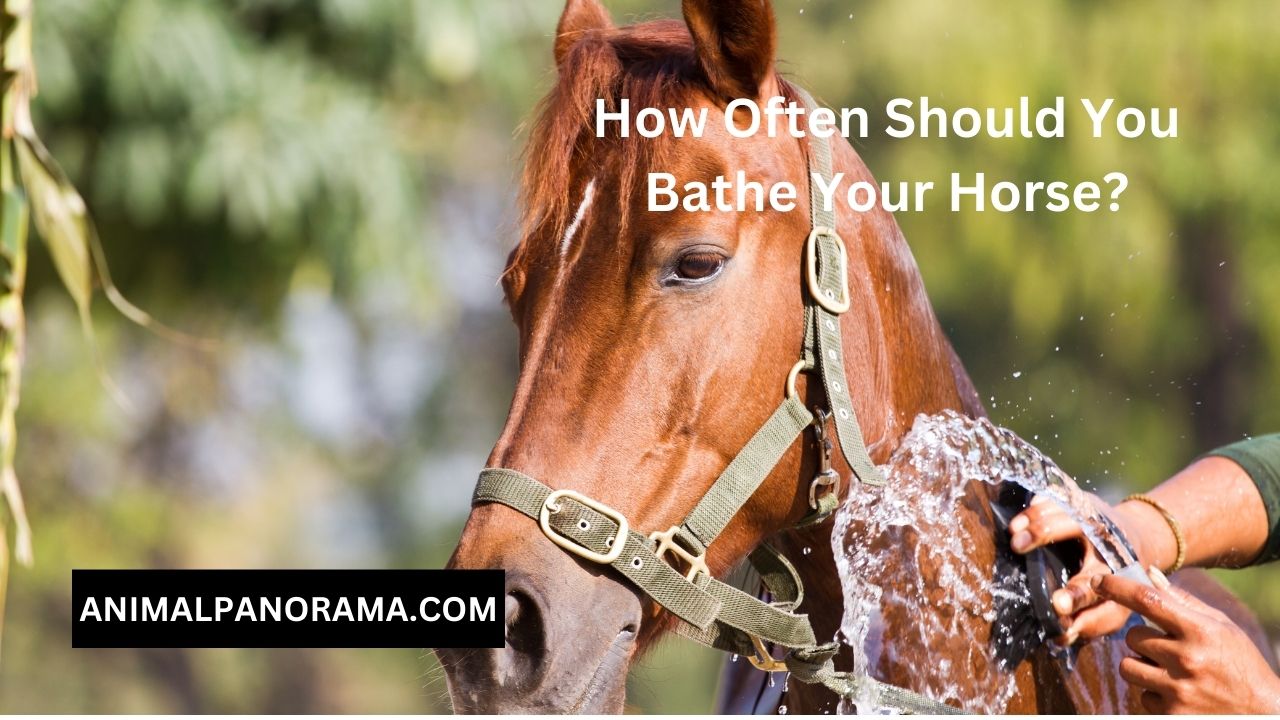 How Often Should You Bathe Your Horse