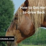 How to Get Horse Hair to Grow Back Fast