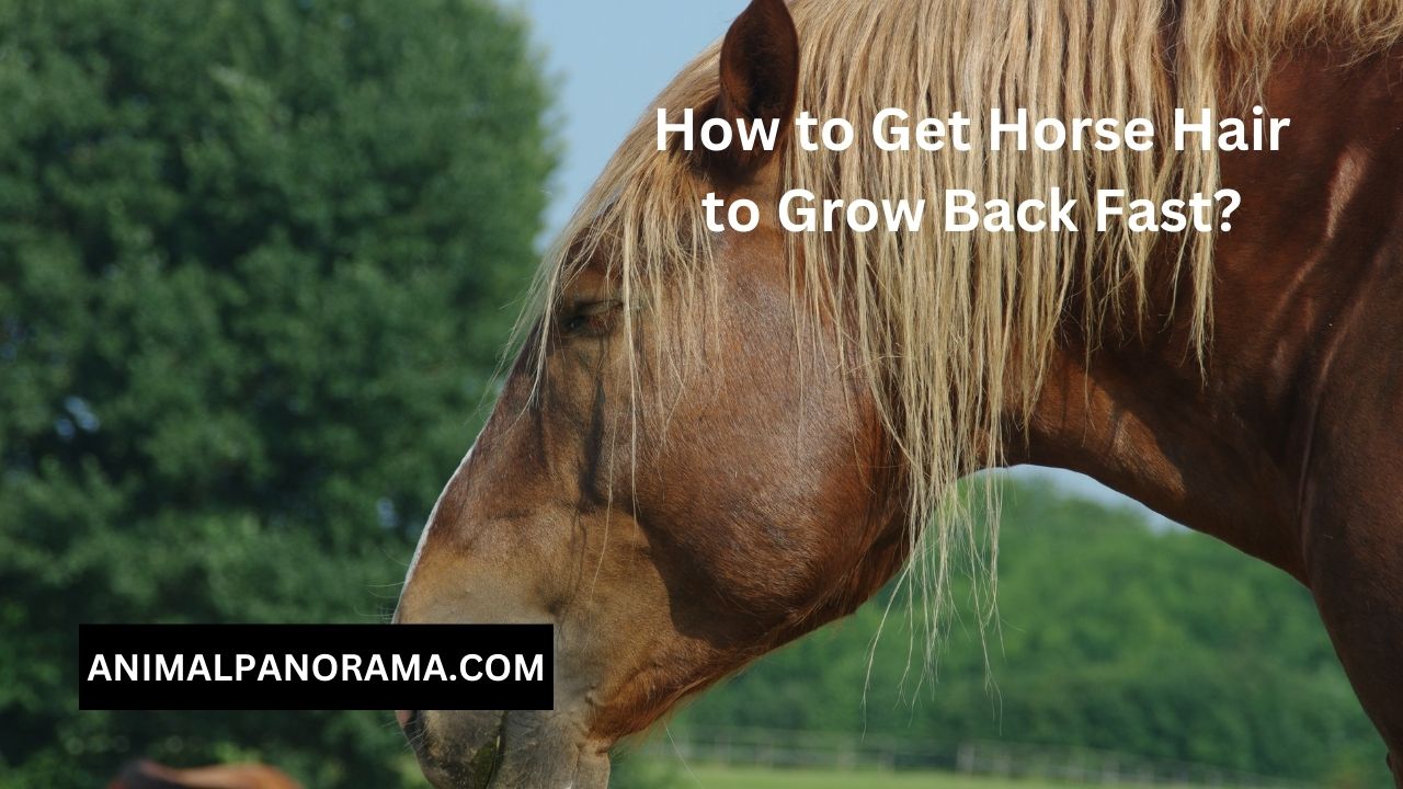 How to Get Horse Hair to Grow Back Fast