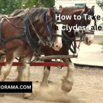 How to Take Care of a Clydesdale Horse