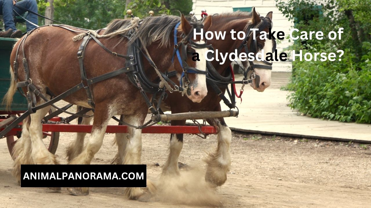How to Take Care of a Clydesdale Horse