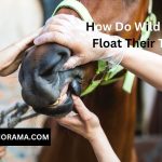 How Do Wild Horses Float Their Teeth
