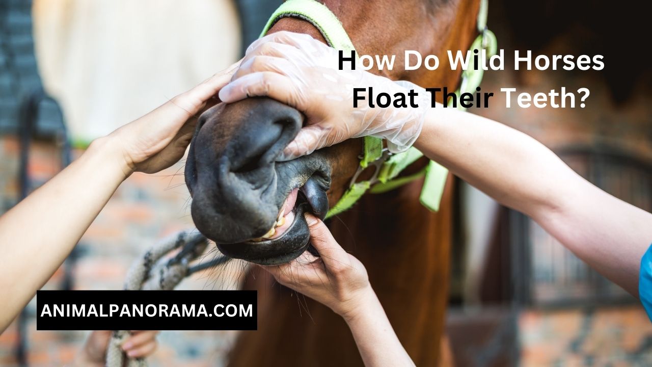 How Do Wild Horses Float Their Teeth