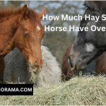 How Much Hay Should a Horse Have Overnight