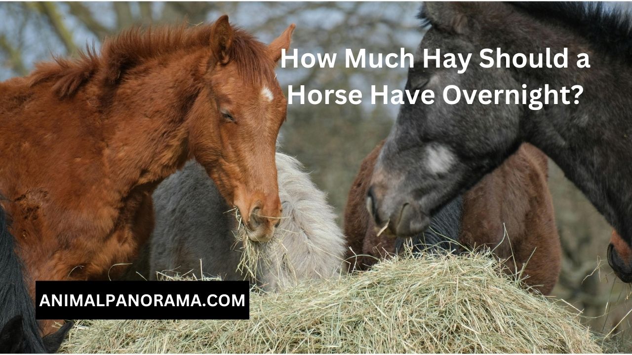 How Much Hay Should a Horse Have Overnight